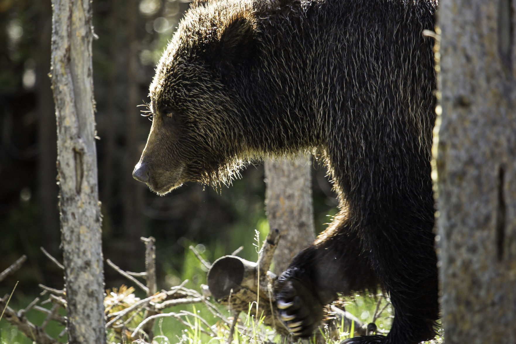 Grizzly near Swan Lake